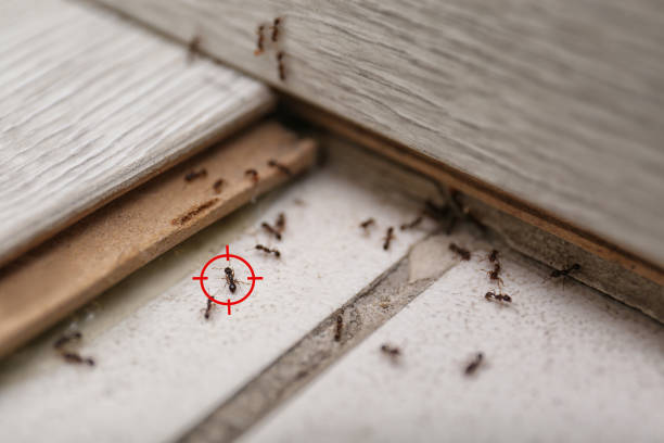 Best Mosquito Control Services  in Hazlehurst, GA