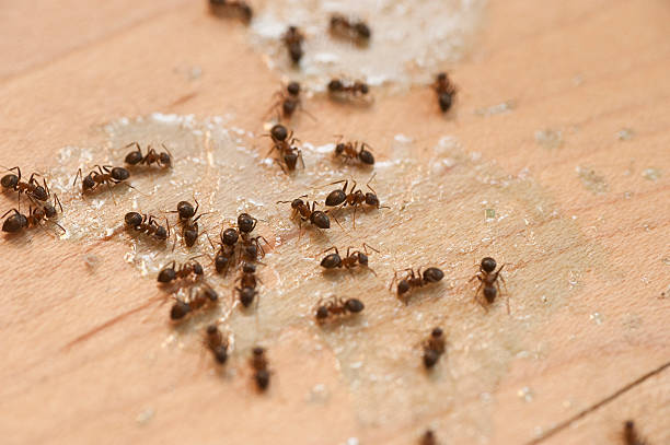 Reliable Hazlehurst, GA Pest Control Solutions