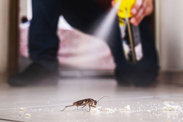 Wasp Removal Services in Hazlehurst, GA